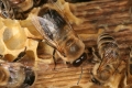 Die drei Wesen der Honigbiene - Arbeiterin, Drohn und Königin